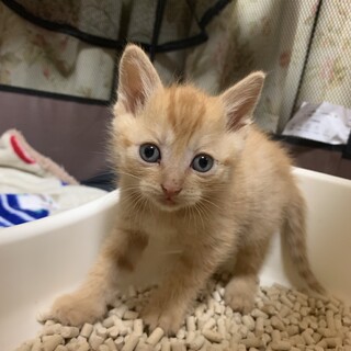 ありがとうございました★可愛い茶虎のバンビくん