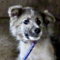 まだまだ子犬  可愛い男の子♂