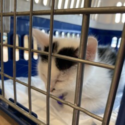 「まつりさん、検査とワクチン！ＤＡＹ２７」サムネイル1