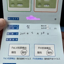 「まつりさん、検査とワクチン！ＤＡＹ２７」サムネイル2