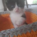 家猫修行中！