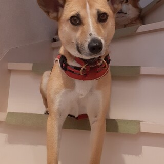 マイペースな女の子「シー」