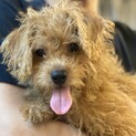 里親募集！ミックス仔犬♀