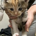 子猫のもらい手募集してます