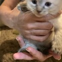 子猫のもらい手募集しています