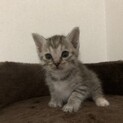 子猫のタータン