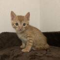子猫のポルカ