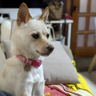 お見合い予定あり。募集中止しています。