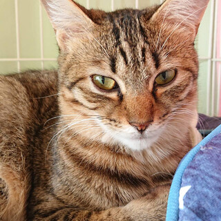 甘えん坊で人が大好きなコトちゃん