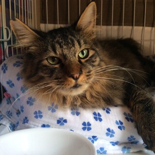 穏やかで美形な長毛男子