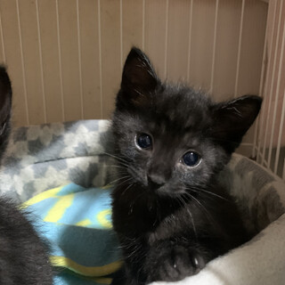 懐っこい黒猫兄弟