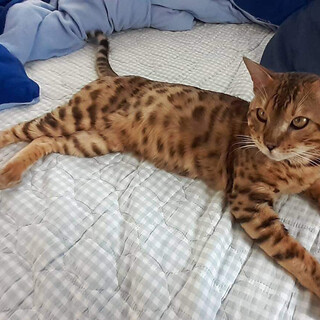 ベンガル模様の野性的な男の子。