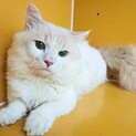 マンチカン男の子