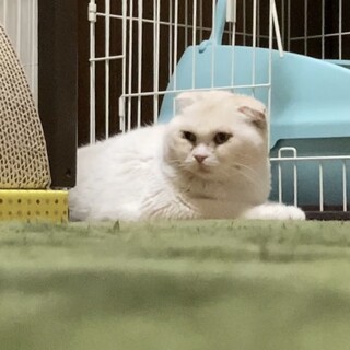 スコティッシュ･:*+.おもち