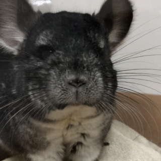 チンチラ〔グレー