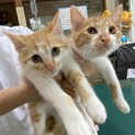 生後4〜5ヶ月の茶トラ兄妹の里親募集します。