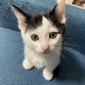 募集停止　人なれバツグン　子猫