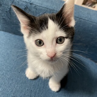 募集停止　人なれバツグン　子猫
