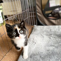 三毛猫ちゃんの里親さん募集します
