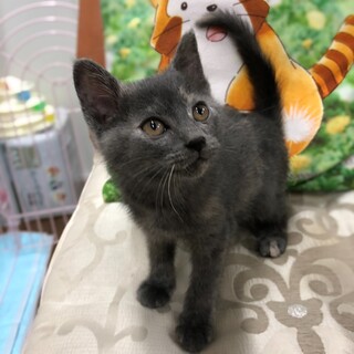 生後2ヶ月、グレーの女の子♪【交渉中です】