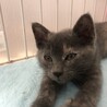 生後2ヶ月、グレーの女の子♪【交渉中です】 サムネイル5