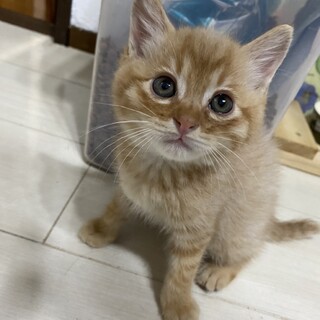 おかげさまで素敵な里親さんがみつかりました！