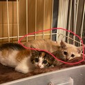 【緊急】里親募集