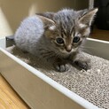 おかげさまで素敵な里親さんが見つかりました！