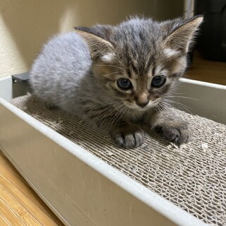 おかげさまで素敵な里親さんが見つかりました！