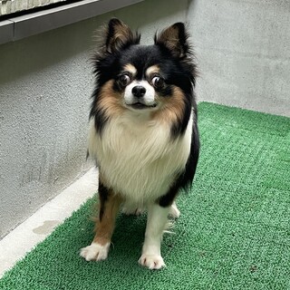 【お見合い決定】大きいお目目『元輝』くんに家族を☆