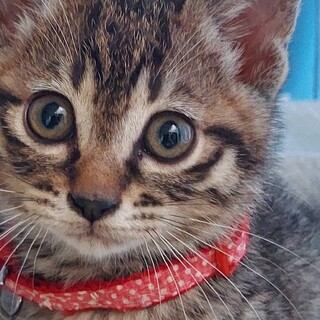 キジトラ黒白4兄弟1か月半