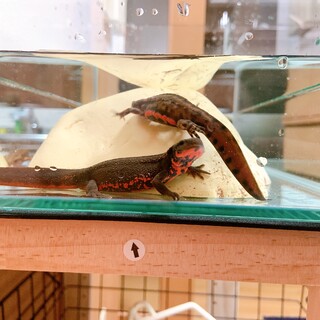 元気なアカハライモリ3匹