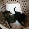 2021年5月28日に迎え入れました。元気に育ってほしいです。