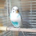 セキセイインコの女の子　風花ちゃん