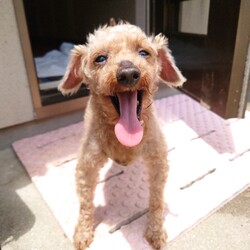 縁の会　犬猫譲渡会 サムネイル1