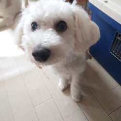 縁の会　犬猫譲渡会 サムネイル3