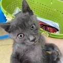 里親の方が決まりました。ありがとうございました。