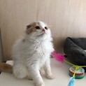 耳折れスコティッシュの桃太です。