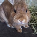 保護うさぎ：ネザー♀マリー2才9カ月、不妊手術済