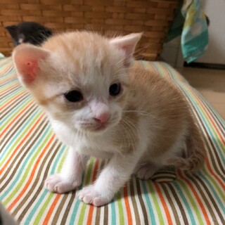 超絶かわいい♡茶白の男の子
