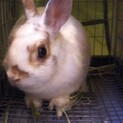 保護うさぎ：ネザー♀ミニー2才9カ月、不妊手術済み