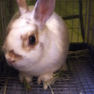 保護うさぎ：ネザー♀ミニー2才9カ月、不妊手術済み