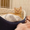 優しい茶トラの男の子（2.5ヶ月） サムネイル6