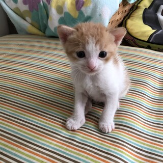 かわいい❢❢おパンツ履いてるみたいな♡茶白の男の子