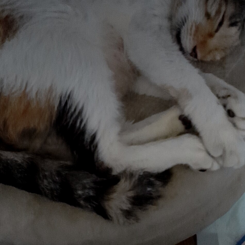みーしゃんのカバー写真