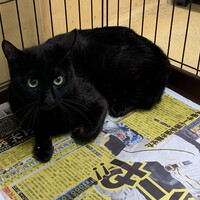 ゾロ