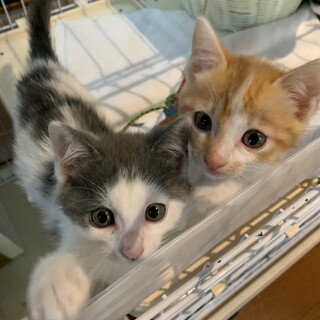 お菓子みたいに甘えん坊～茶白・白グレ　一時募集停止