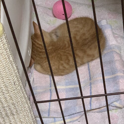 予防接種受けてきました