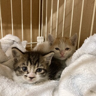 キジ白&茶白兄弟