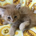 子猫里親募集
